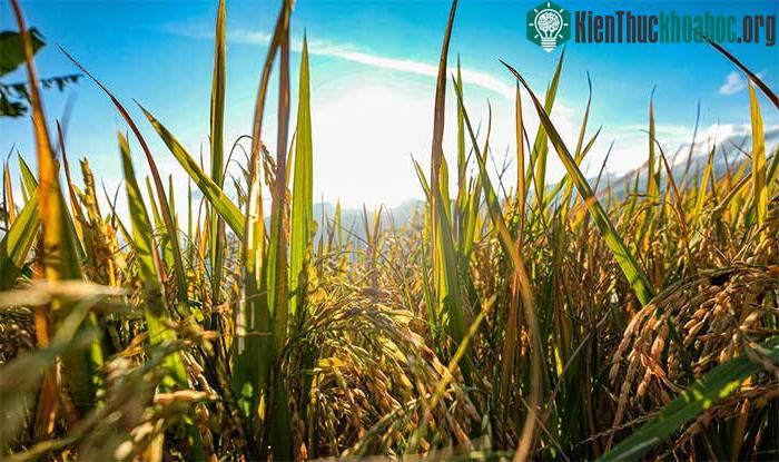 Những bông lúa vàng nặng trĩu bông báo hiệu một mùa gặt bận rộn đầy niềm vui của bà con