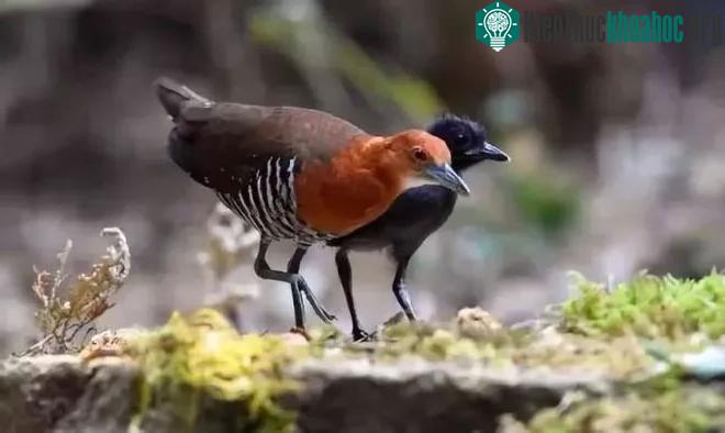 Quá trình tiến hóa lặp đi lặp lại diễn ra ở loài chim Dryolimnas cuvieri.