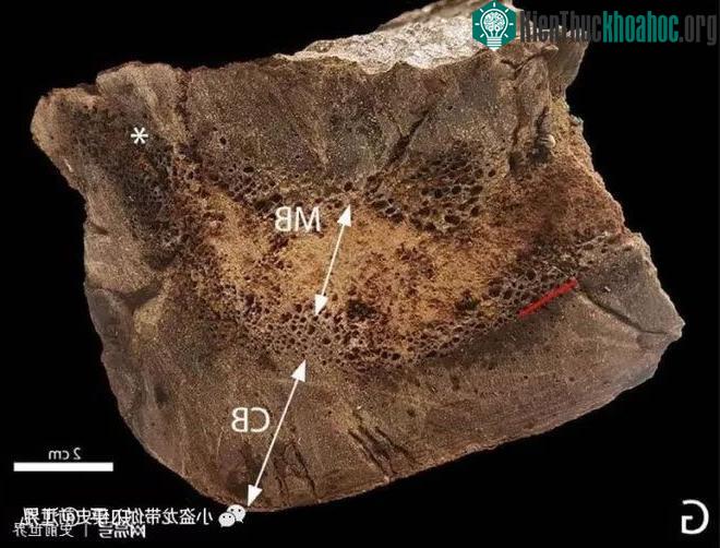 Hình cắt ngang xương đùi của khủng long bạo chúa, trong đó MB ám chỉ xương tủy.