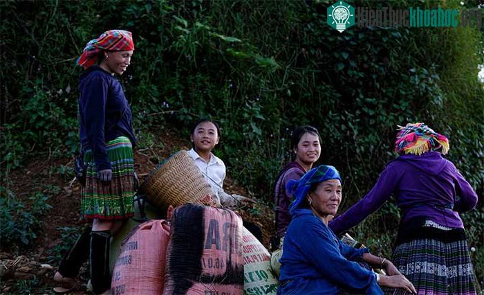 Những bao thóc đầy ắp cùng nụ cười nhễ nhại mồ hôi cuối chiều của những phụ nữ Mông