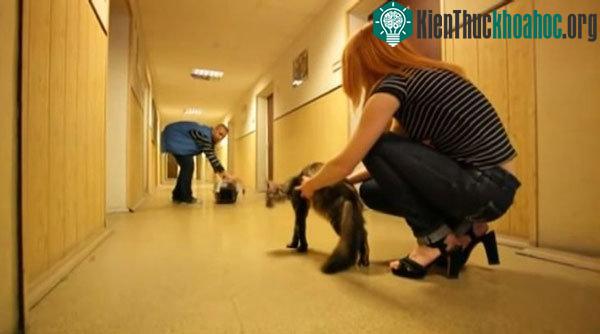 Để làm cho một con mèo chạy đúng hướng cần làm rất nhiều "trò con mèo"