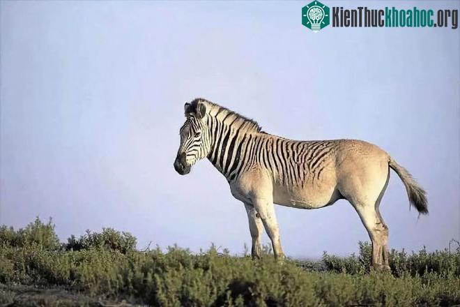Đã tuyệt chủng một thế kỷ, liệu loài ngựa vằn "tàn lụi" này có thể thực sự sống lại? ảnh 13