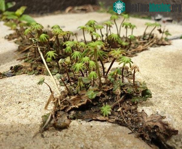 Cỏ dại trong vườn trông như ốc đảo sa mạc