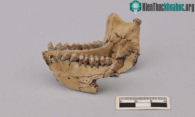 Hóa thạch xương hàm dưới của Mesopithecus pentelicus.