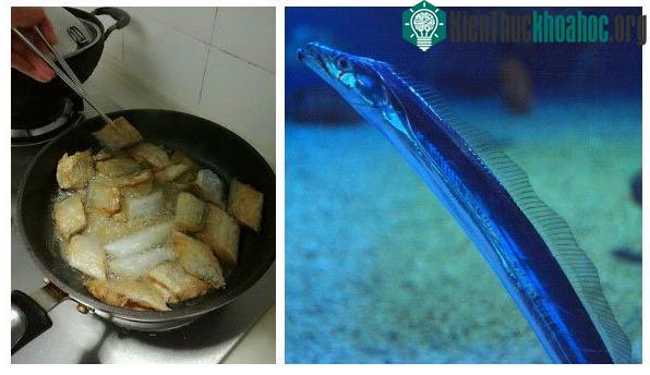 Cá hố