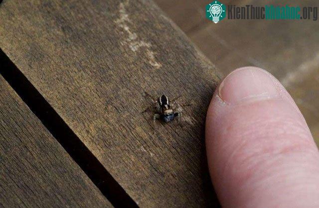 Đây là loài nhện Jotus mới.