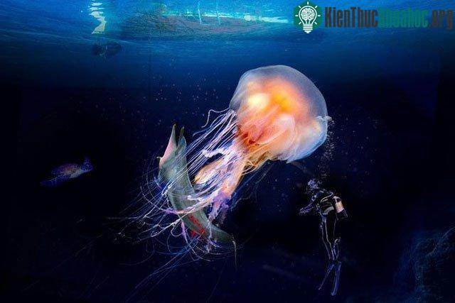 Loài sứa khổng lồ có thể phát triển tới kích thước của chiếc thùng rác.