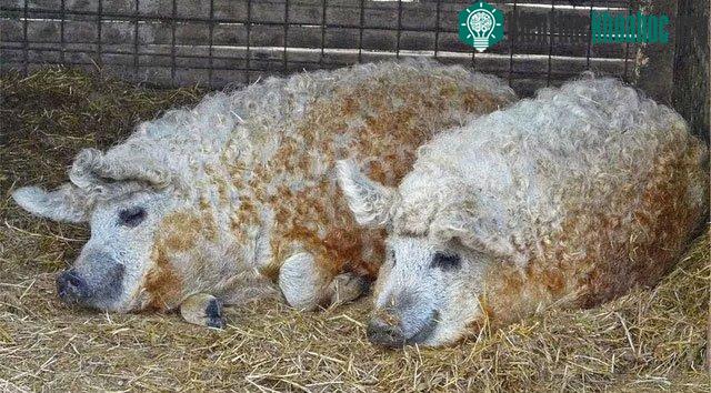 Giá của một con Mangalica có thể lên tới 2000 USD