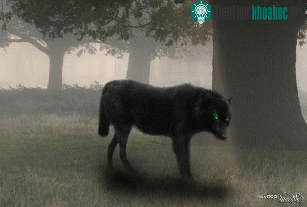 Quái vật Black Shuck
