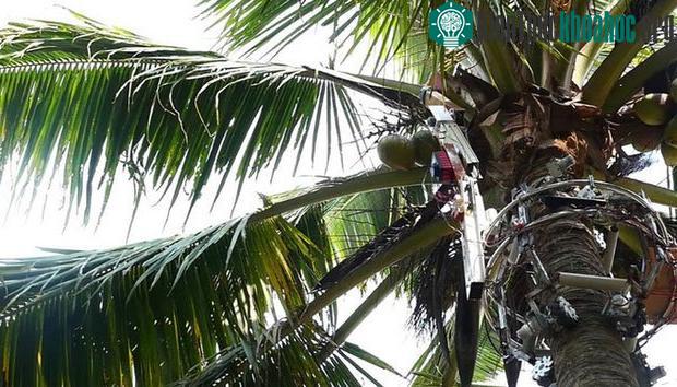 Amaran sẽ leo tới đỉnh cây cho tới khi chạm đến những trái dừa