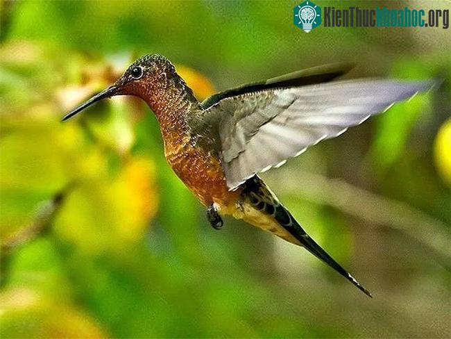 Patagona gigas là loài chim ruồi lớn nhất thế giới