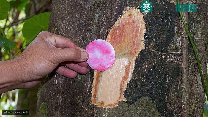Mẩu giấy kiểm tra nhanh sẽ chuyển sang màu hồng khi tiếp xúc với niken.