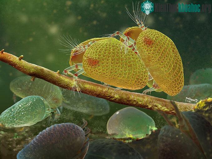 Mô phỏng hành vi giao phối của Ostracoda.