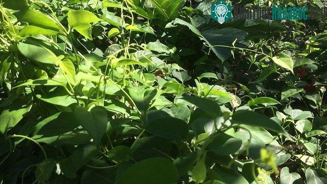 Lá giang là loại rau phổ biến, giá rẻ ở Việt Nam.