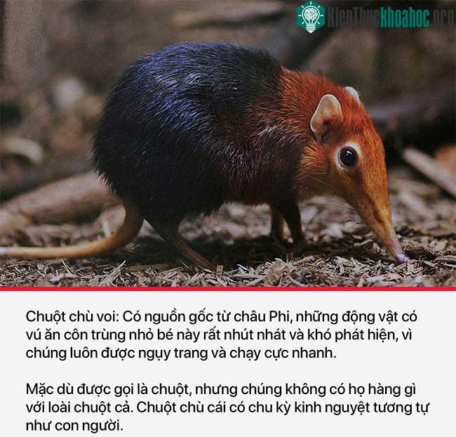 Chuột chù voi
