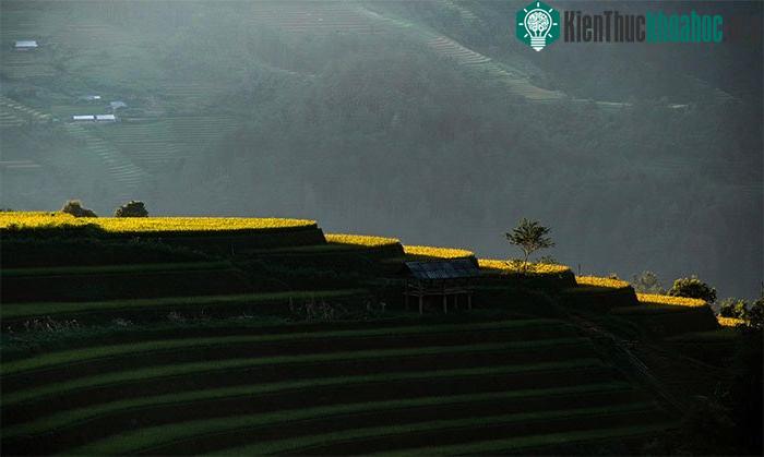 Ánh hoàng hôn vàng vọt của tiết trời thu lại càng tăng vẻ đẹp của từng bậc thang lúa