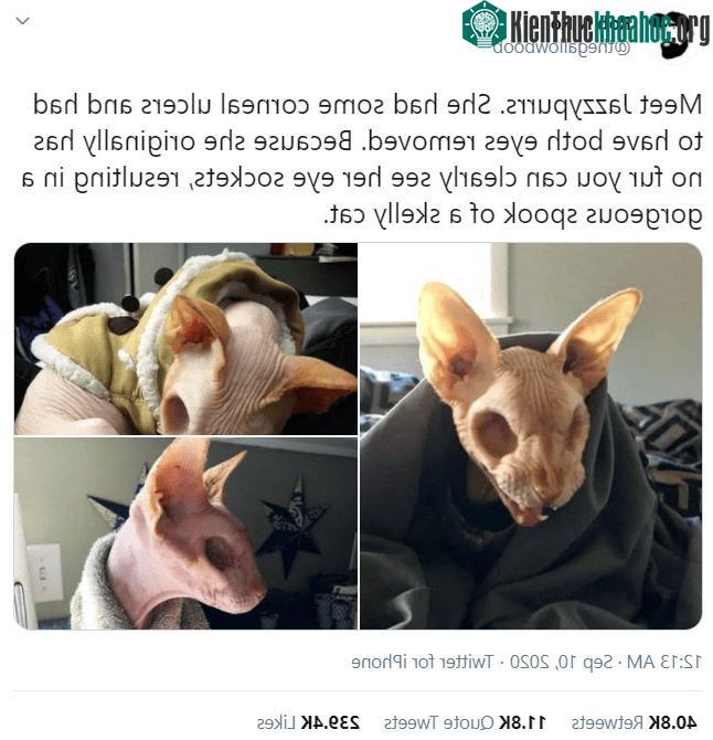 Bài đăng về mèo Jazzypurrs có hơn 239 nghìn lượt yêu thích.