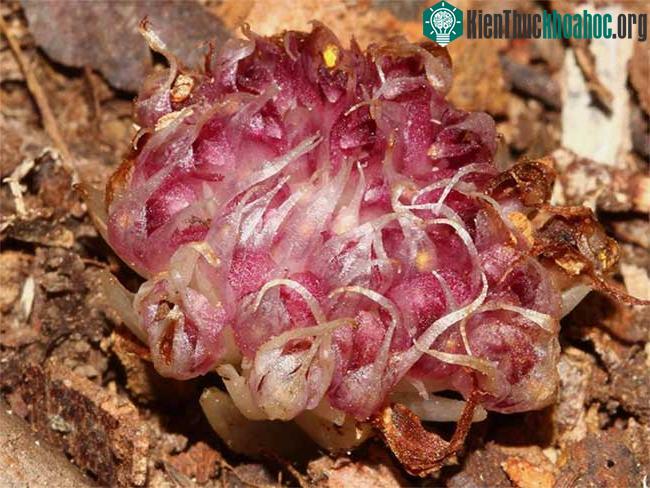 Hoa lan Rhizanthella speciosa thường có màu trắng và hồng