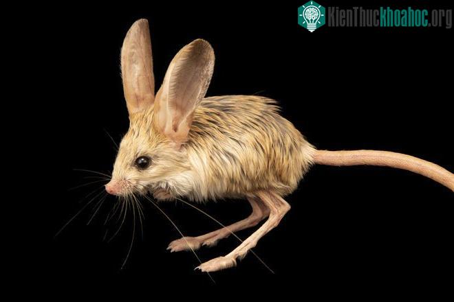 Hai chân trước của chúng tương đối nhỏ và không được sử dụng để di chuyển.