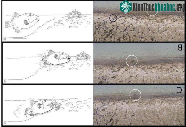 Cách thức săn mồi liều lĩnh được loài cá nóc gai thực hiện.