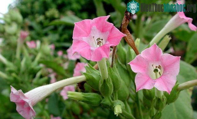 Ba loài thực vật "sát thủ" của nhân loại, loài thứ 3 "giết chết" 7 triệu người mỗi năm! ảnh 2