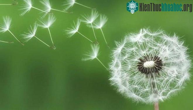 Sự sống trong vũ trụ giống như một bông hoa bồ công anh.