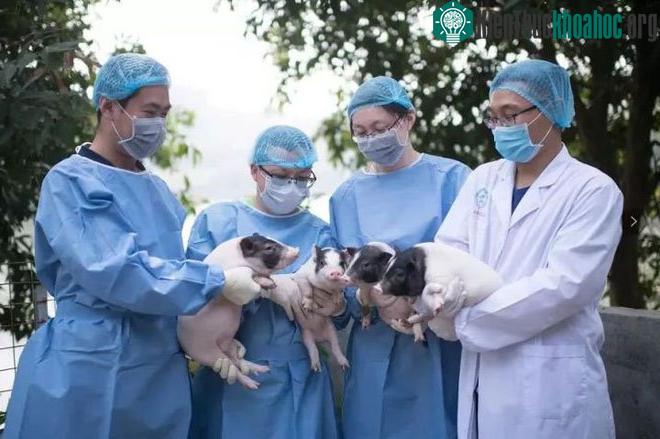 Giá trị nghiên cứu khoa học của việc sử dụng lợn làm mô hình nghiên cứu là rất lớn.