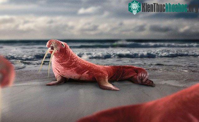 Phần ngà của hải mã như 2 thanh kiếm lớn.