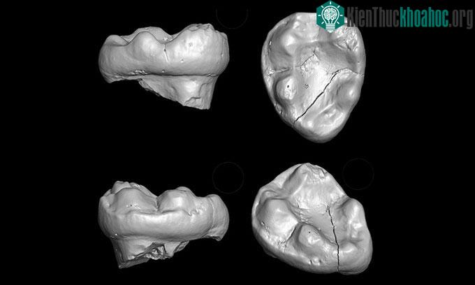 Ảnh chụp cắt lớp vi tính răng hóa thạch của Kapi ramnagarensis.