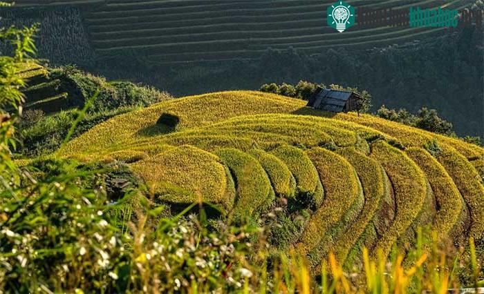 Những thửa ruộng bậc thang vàng óng lúa chín