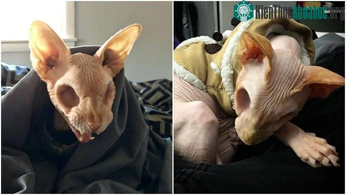 Tài khoản Instagram của mèo Jazzypurrs có hơn 76.000 người theo dõi.