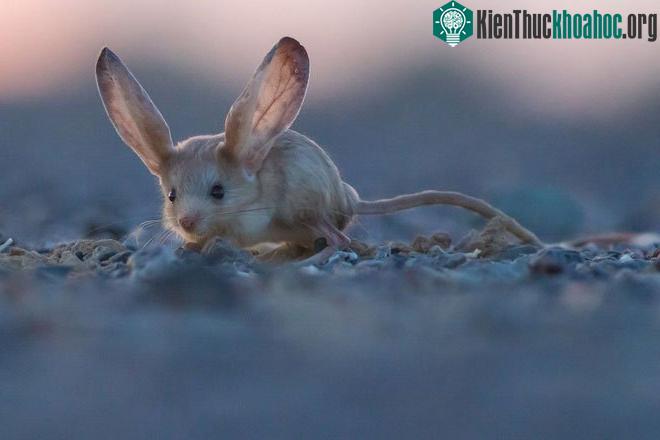 Chuột nhảy jerboa tai dài có khả năng vận động rất thất thường