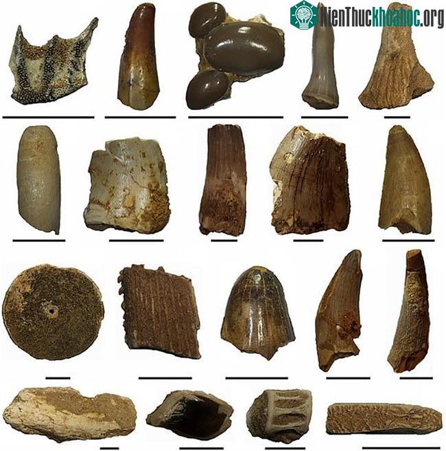 Một số mẫu vật răng hóa thạch của Spinosaurus.
