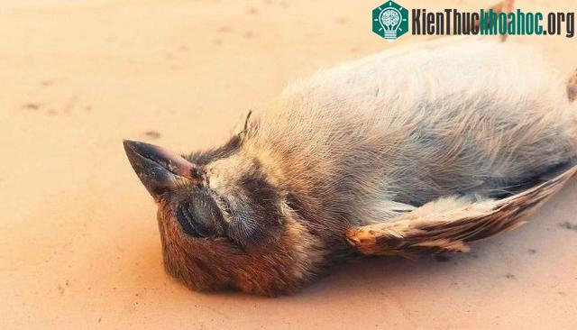 Có rất nhiều động vật chết xung quanh nơi này.