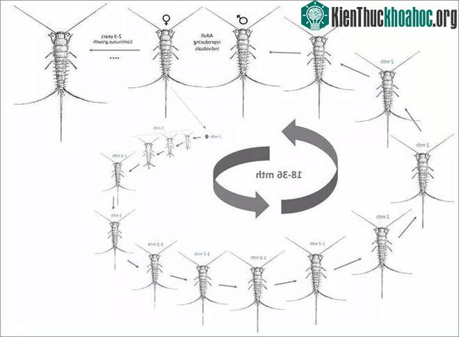 Bọ bạc sẽ tiếp tục lột da khi trưởng thành.