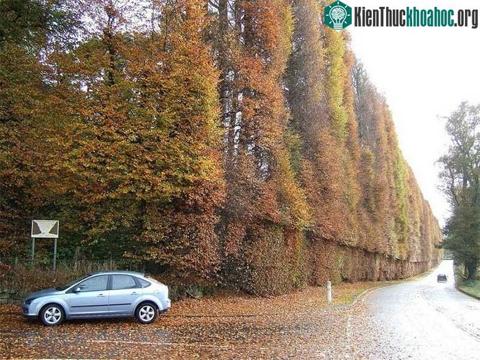 Độc đáo hàng rào bụi cây cao nhất thế giới ảnh 3