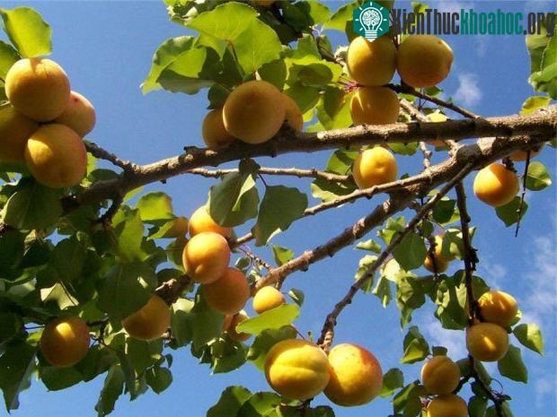 Ở quốc đảo Fiji, những cây mơ mọc lên rất phát triển, ra trái trĩu quả.