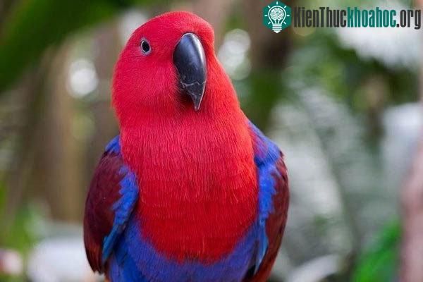 Vẹt Eclectus Parrot