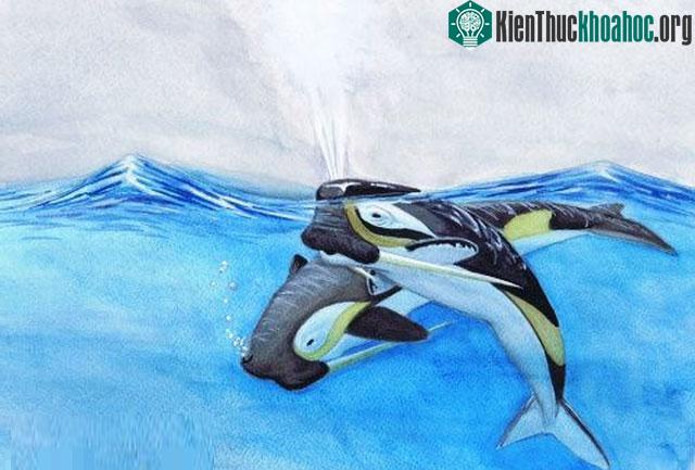 Lỗ mũi của Odobenocetops nằm gần phía trước của đầu thay vì trung tâm của đầu như các loài cetaceans.