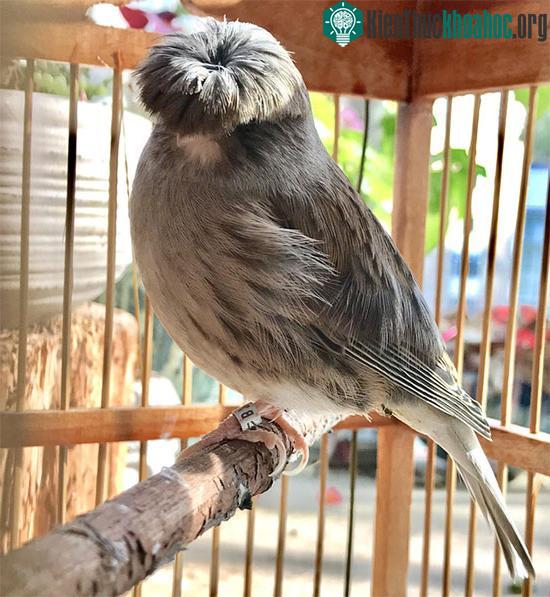 Những chú chim hoàng yến Gloster Canary có tuổi thọ ước tính từ 7-12 năm.