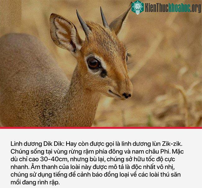 Linh dương dik dik