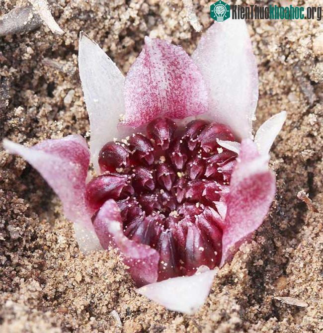 Không ít hoa chỉ trồi một phần lên mặt đất