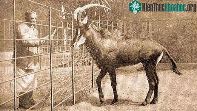 Linh dương lam, thỉnh thoảng cũng được gọi là blaubok
