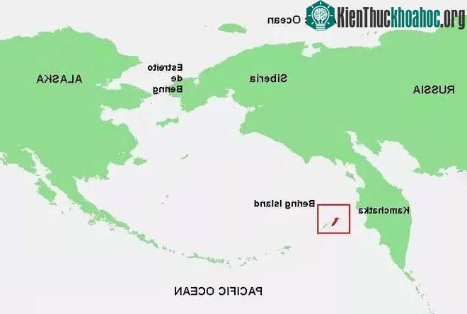 Sau khi thuyền trưởng chết, Georg Wilhelm Steller nhận trọng trách chỉ huy toàn bộ thủy thủ đoàn.