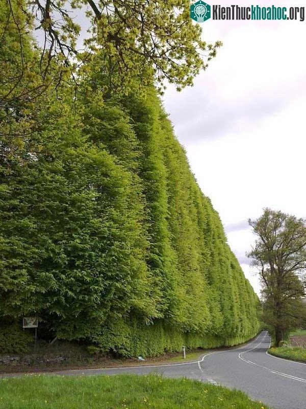 Hàng rào nằm dọc theo Đường A93 Perth-Blairgowrie