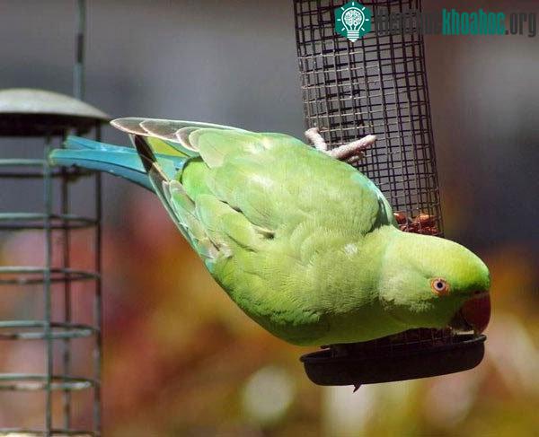 Vẹt Indian Ring Parakeet