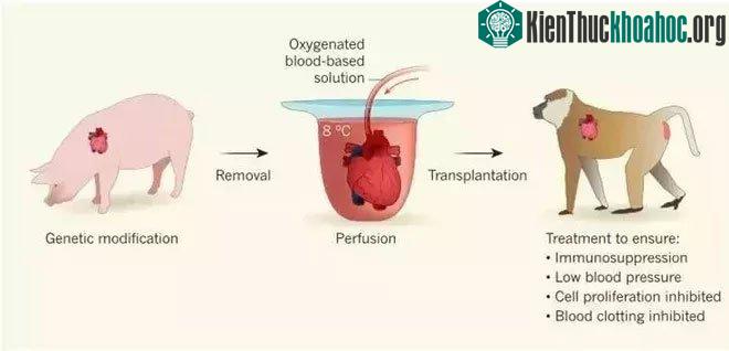 Các nhà khoa học đã cố gắng thực hiện việc cấy ghép Xenotransplantation từ lợn.