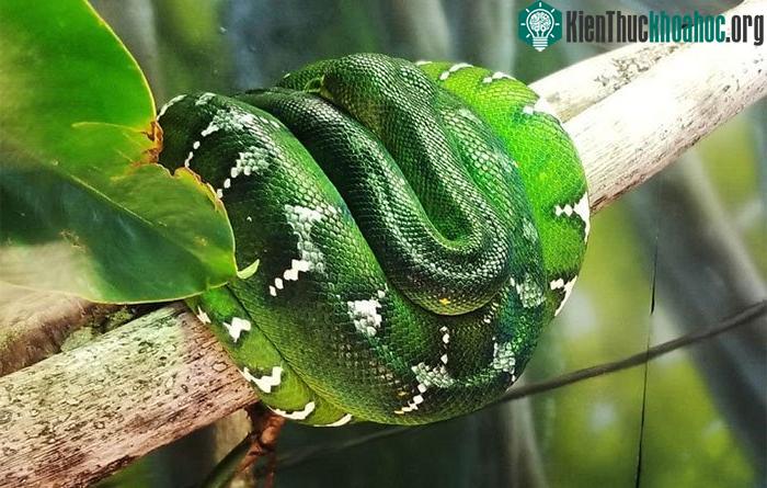 Tự bảo vệ trước động vật hoang dã
