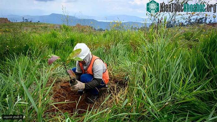 Thông thường, việc tái tạo thảm thực vật sau khi khai thác không sử dụng các loài cây ưa niken