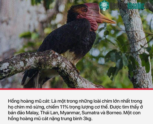 Chim hồng hoàng mũ cát